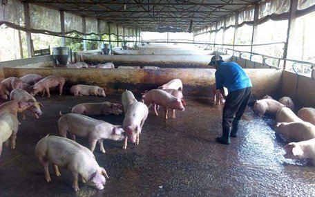 Nhiều tỉnh thành ở khu vực Đồng Bằng Sông Cửu Long còn đang phát động phong trào “toàn dân tiêu độc khử trùng trong 1 tháng” với các hộ, doanh nghiệp, trang trại chăn nuôi.