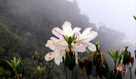  Hoa đỗ quyên trên đỉnh Ngọc Linh