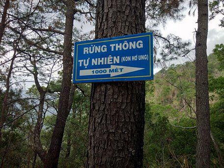 Cận cảnh rừng thông cổ thụ hàng trăm năm tuổi trên cổng trời Mang Yang