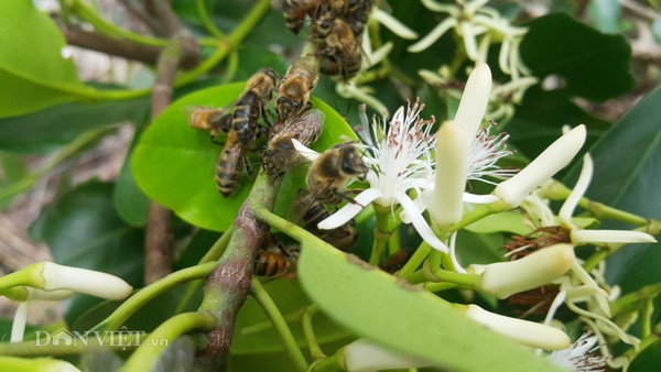 Hàng năm, cứ vào mùa hoa sú vẹt bung nở là những người nuôi ong ở khắp mọi nơi đưa những đàn ong của mình về đây để khai thác.
