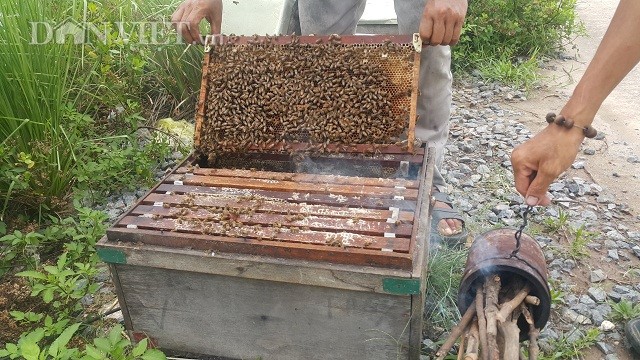 Sau khi hút mật từ hoa, ong sẽ nhả mật vào trong cầu rồi đắp kín miệng. Đợi khi cầu ong đầy ắp mật, thợ sẽ bỏ cầu vào thùng vắt mật. 