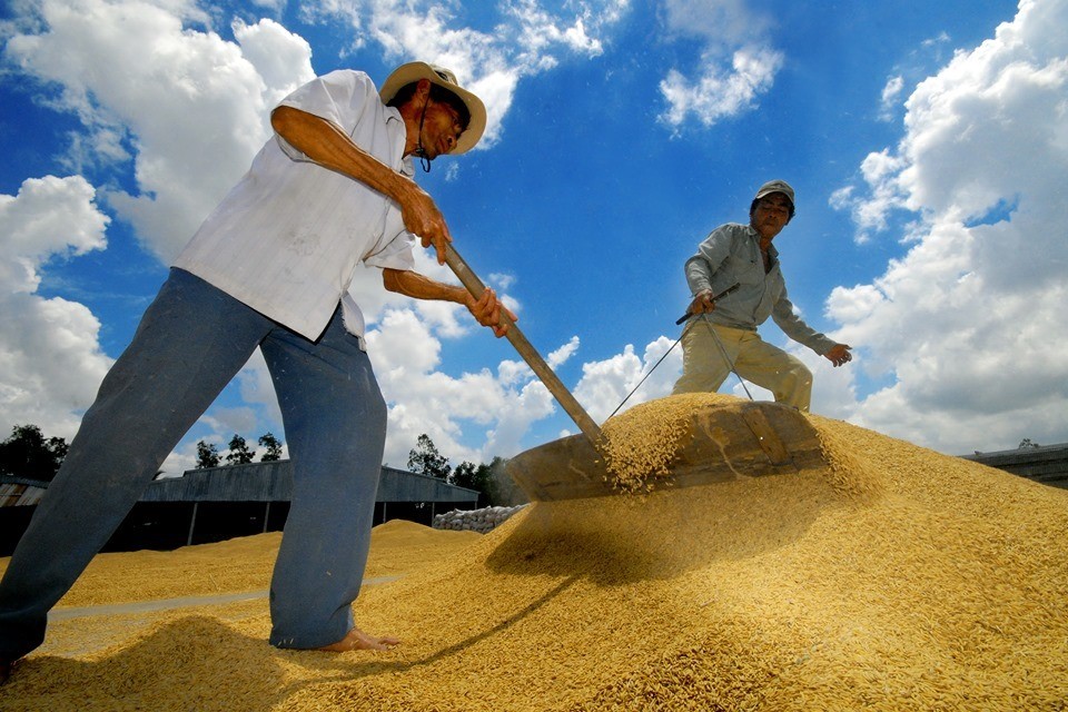 Hầu hết các tỉnh vùng ĐBSCL đang thay thế giống lúa kém chất lượng bằng giống lúa chất lượng cao