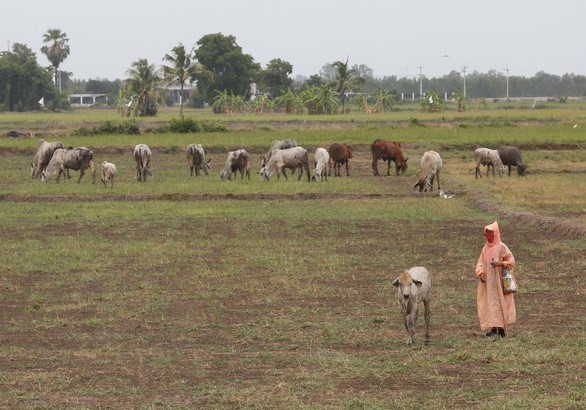 Một cánh đồng khô cằn của Thái Lan - Ảnh: Bangkok Post