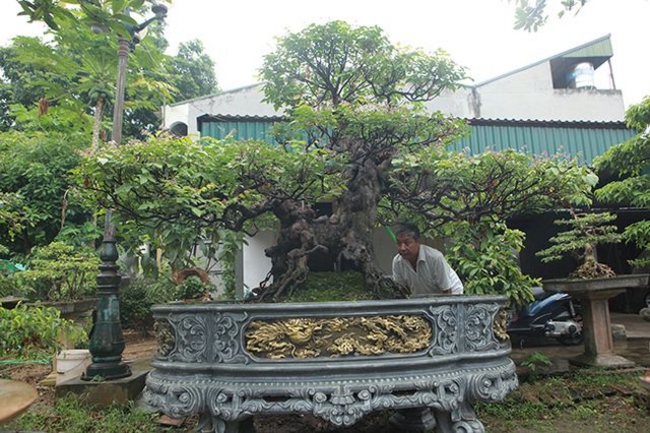 Cây khế độc đáo này thuộc sở hữu của ông Phạm Khắc Kha (TP. Việt Trì, Phú Thọ).