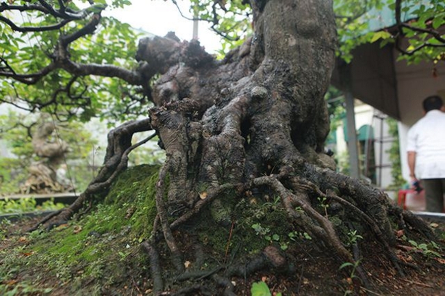 Bộ rễ của cây rất độc đáo, phía trước được tạo thành một chân của con nghê…