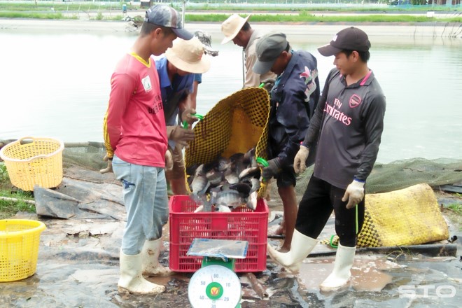 Thu hoạch cá rô phi ở ấp Nhà Thờ, xã Trung Bình, huyện Trần Đề (Sóc Trăng).
