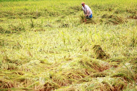 Thu hoạch trong điều kiện mưa gió, lúa Hè Thu ảnh hưởng năng suất do bị đổ ngã.