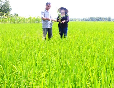 Từ 15 thành viên với 11,5ha, sau 2 năm thành lập, hiện HTX Sản xuất- Dịch vụ nông nghiệp Tấn Đạt đã tăng lên 65 thành viên với hàng trăm hecta lúa an toàn, hữu cơ.