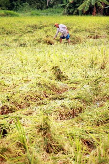 Vụ lúa Hè Thu 2019 nhiều bất lợi về năng suất và giá cả.
