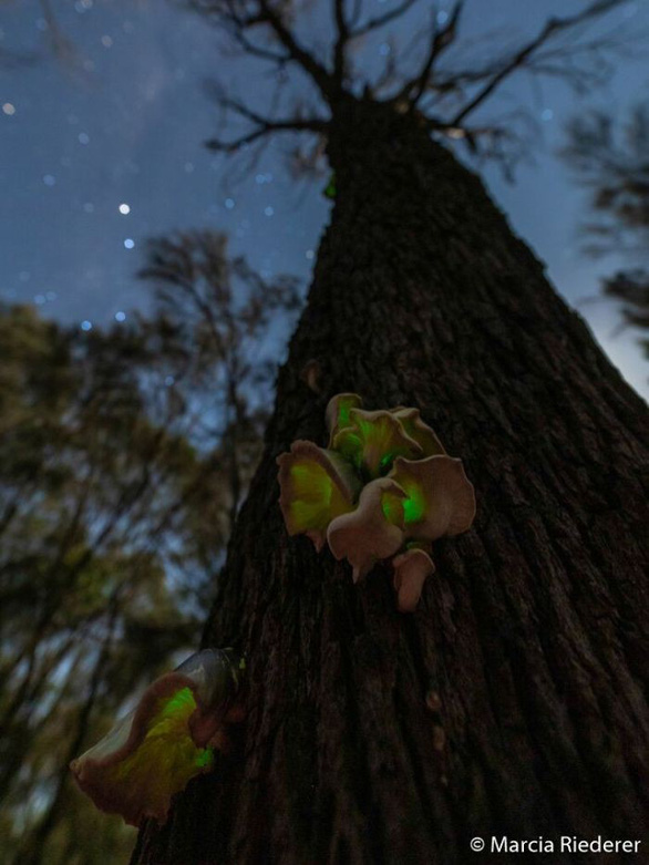 Nấm phát quang trong rừng thông trên bán đảo Bellarine, bang Victoria, Úc - Ảnh: MARCIA RIEDERER