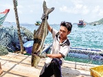 Lênh đênh làng nuôi cá biển to bự trên các quần đảo tỉnh Kiên Giang
