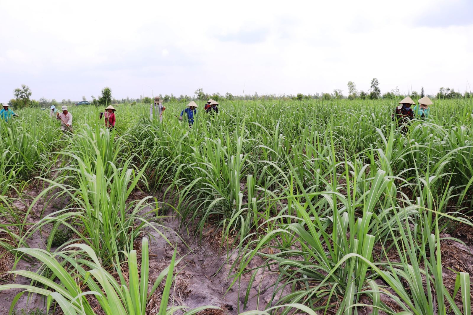Nông dân trồng mía Tây Ninh chăm sóc mía nguyên liệu vụ 2019 - 2020. Ảnh: Lê Đức Hoảnh/TTXVN