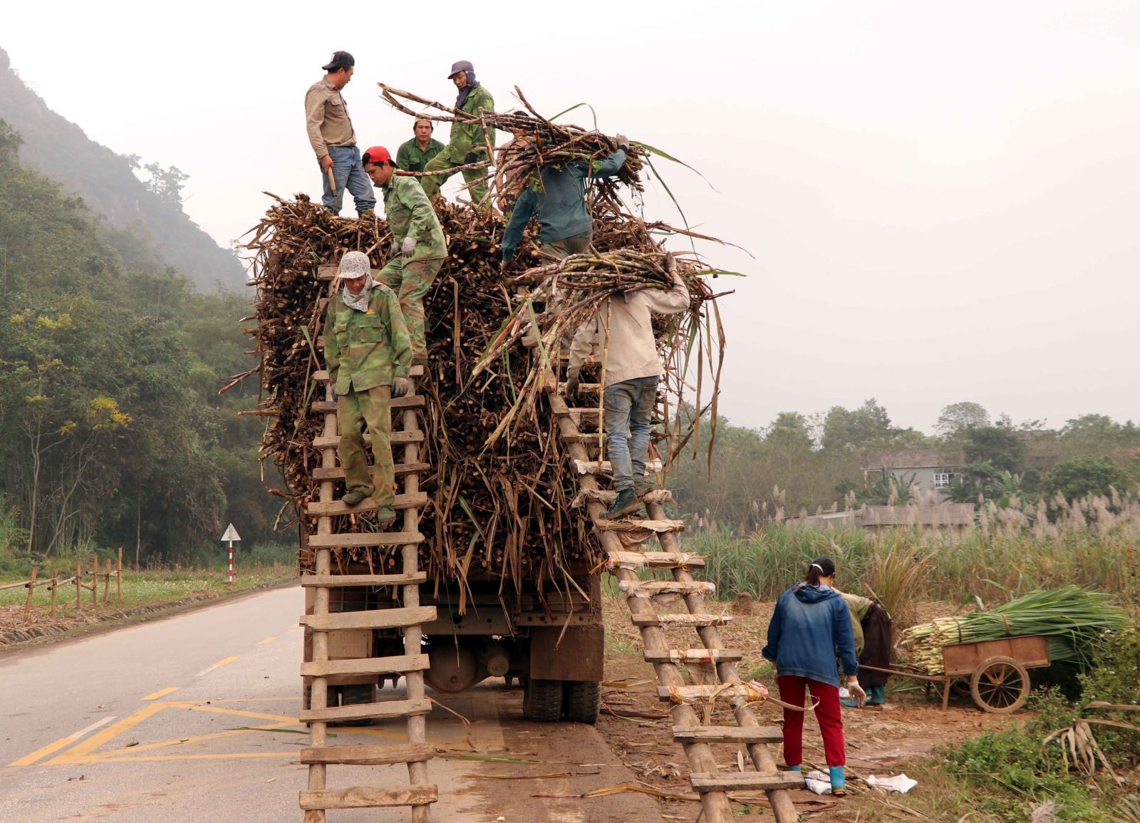 Giá thu mua mía nguyên liệu giảm 100 đồng/kg, lượng đường tồn kho lớn, vùng nguyên liệu bị thu hẹp đang đẩy cả doanh nghiệp và người trồng mía ở tỉnh Tuyên Quang đứng trước khó khăn. Ảnh: Quang Đán/TTXVN