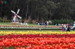 Ngắm hoa tulip nở rực rỡ tại Australia