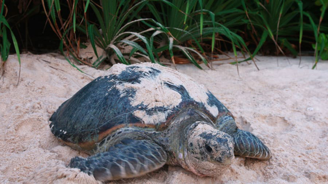  Côn Đảo với rạn san hô nhiều màu sắc, bãi biển sạch và là nơi loài rùa thường đến đẻ trứng trong khoảng thời gian từ tháng 6 đến tháng 9.