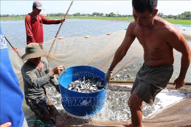 Người dân xã Tân Hòa (Tân Thạnh, Long An) thu hoạch cá tra giống. Ảnh: Bùi Giang/TTXVN