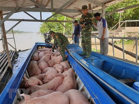 Cán bộ, chiến sỹ Đồn Biên phòng Phú Hội - Bộ đội Biên phòng An Giang kiểm đếm số lợn vừa bắt giữ. (Ảnh: Công Mạo/TTXVN)