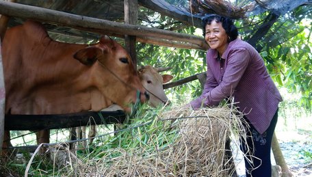 Cô Thạch Thị Bé Hai (xã Trà Côn- Trà Ôn) chăm sóc bò từ nguồn vốn của con trai đang xuất khẩu lao động tại Nhật Bản gửi về.