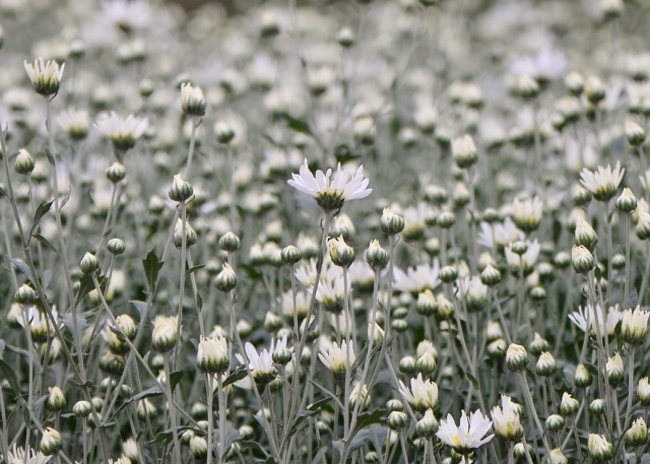 Cúc họa mi có tên gọi khác là hoa cúc dại hay hoa báo đông. Loài hoa nhỏ nhắn với những cánh hoa trắng mỏng manh bao quanh nhụy vàng.