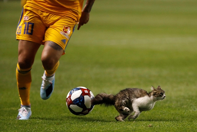Một khán giả mèo quá khích tràn xuống sân vận động Rio Tinto Stadium ở Salt Lake City, Utah, Mỹ khi hai đội Tigres UANL và Real Salt Lake đang tranh cúp Leagues Cup ngày 24/7.