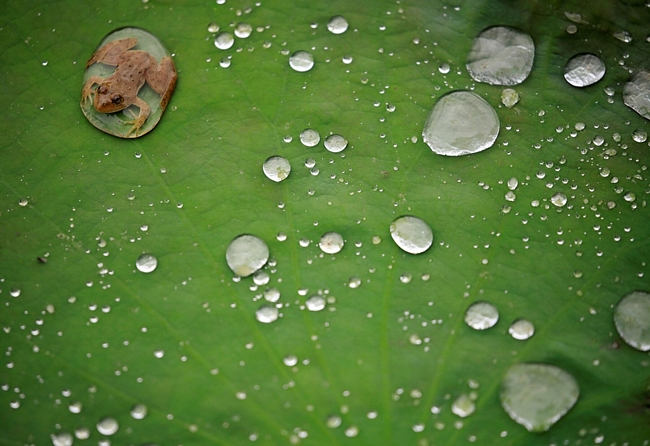 Một chú ếch lọt thỏm trong giọt nước mưa trong một cái ao ở Lalitpur, Nepal (ảnh chụp ngày 26/9).