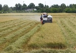 Cơ hội nào cho hạt gạo đồng bằng?