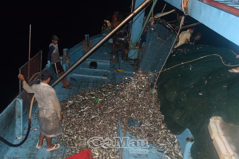 Cá được xúc lên tàu và phân loại, chủ yếu là cá phân chứ cá chợ không còn nhiều