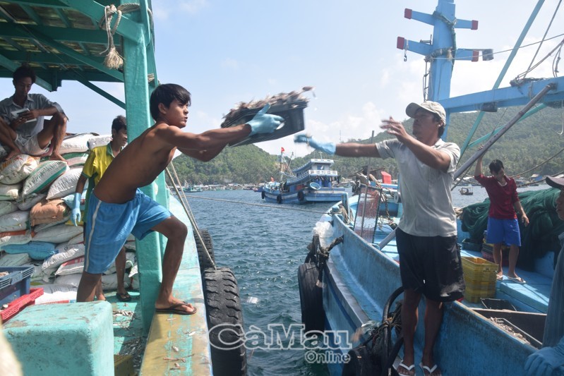 Mỗi buổi sáng, cá phân, cá làm nước mắm sẽ được bán lại cho các tàu thu mua trên biển hoặc đảo