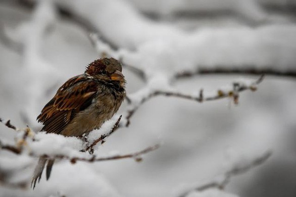 Nghiên cứu tập trung vào 52 loài chim sinh ra ở vùng có khí hậu lạnh ở Bắc Mỹ. Ảnh: Reuters