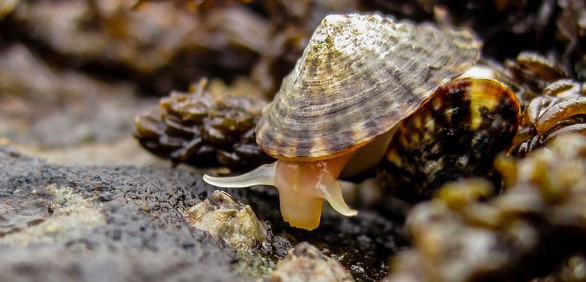 Một con ốc sên biển limpets - Ảnh: HAKAI MAGAZINE