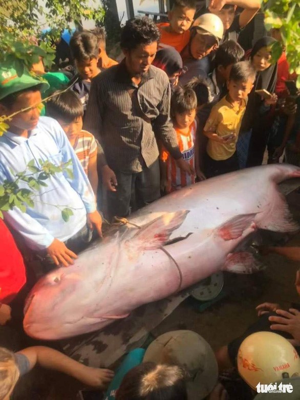 Lãnh đạo Chi cục Thủy sản tỉnh An Giang khẳng định loài cá này nằm trong danh sách đỏ Việt Nam và thế giới, nên cần được bảo vệ - Ảnh: FB