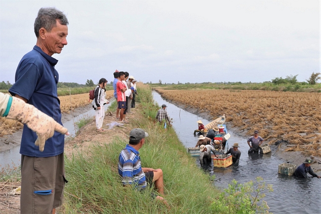 Người nông dân giúp nhau bắt tôm càng trên một vuông tôm ở xã Tân Bằng, huyện Thới Bình, Cà Mau - Ảnh: KHÁNH TRẦN