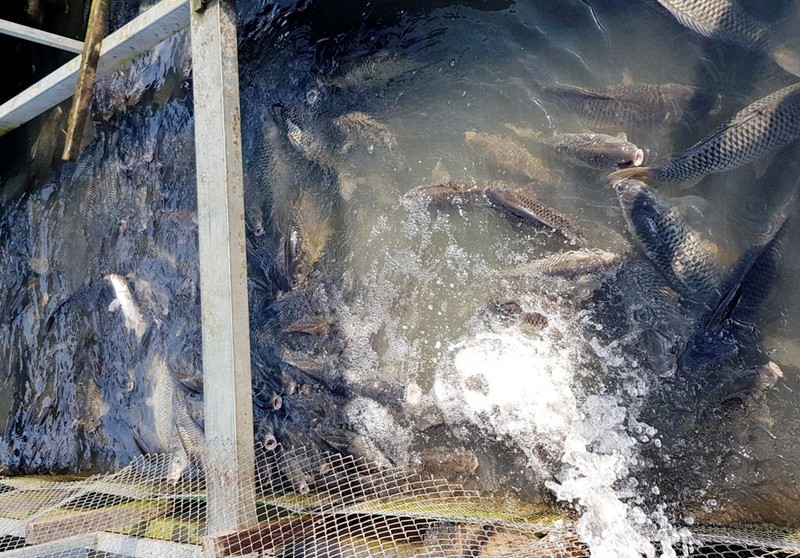 Người dân bơm nước tạo oxy cung cấp cho các bè cá nhằm giảm bớt thiệt hại trong lúc chờ di dời bè cá đến khu vực nuôi mới.
