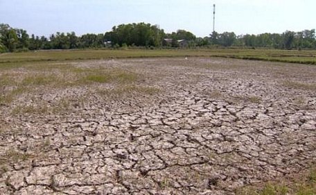 Hàng ngàn héc ta lúa Đông Xuân chết vì khô hạn và xâm nhập mặn tại ĐBSCL.Ảnh: VTV