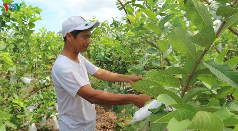 Mô hình trồng ổi giúp anh Trung kiếm thu nhập cả trăm triệu đồng mỗi tháng.