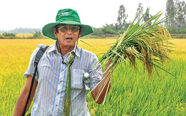 Kỹ sư Hồ Quang Cua bên ruộng lúa ST 24. Ảnh: Hữu ĐỨC