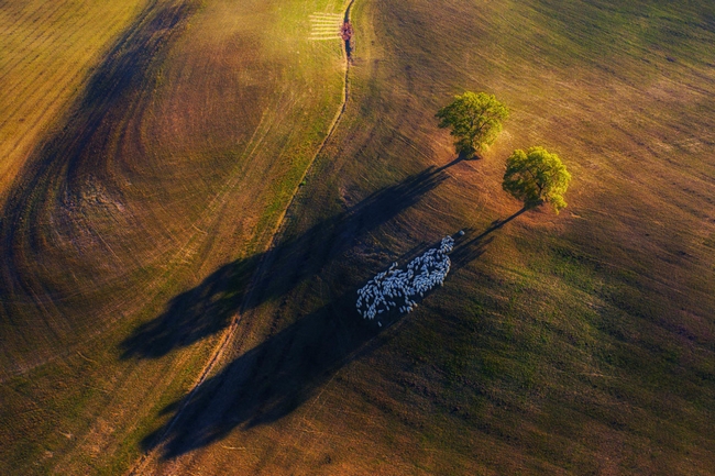 Bức ảnh của nhiếp ảnh gia Marek Biegalski thắng giải hạng mục phong cảnh, ghi lại khoảnh khắc đàn cừu tránh nắng tại vùng nông thôn Ý. Cả một quả đồi rộng lớn chỉ có đúng 2 bóng cây - Ảnh: Marek Biegalski