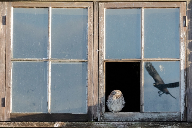 Một chú cú ngồi bên cửa sổ. Phản chiếu trong tấm kính là mối nguy hiểm đang đến gần, một đôi quạ gáy xám. Bức ảnh của Paul Holman giành giải nhì hạng mục thiên nhiên hoang dã - Ảnh: Paul Holman