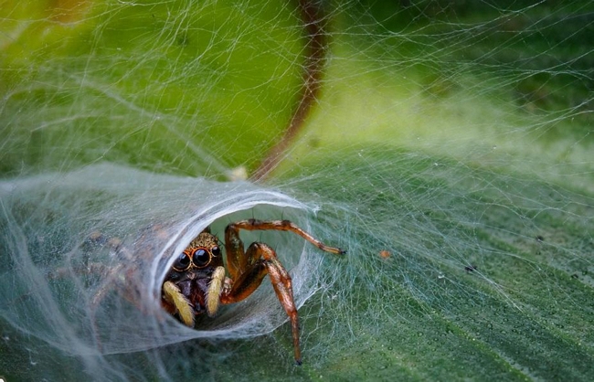 Bức ảnh con nhện làm tổ trong hạng mục ảnh cận - Ảnh: Jesslyn Saw