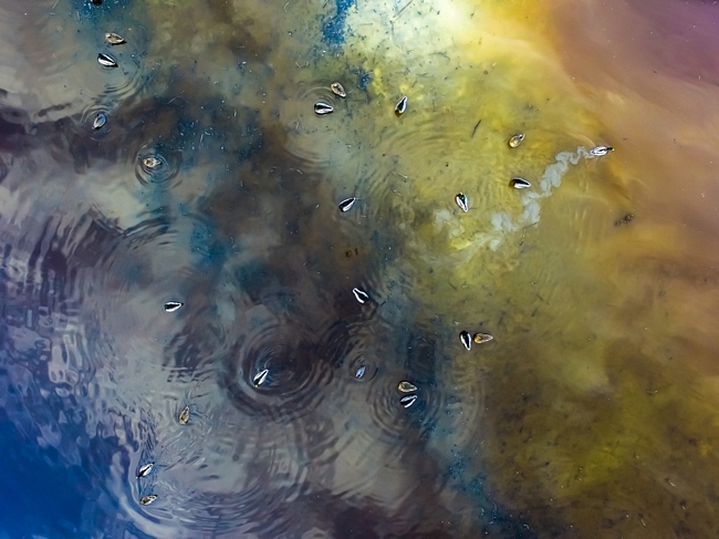 Bức ảnh chụp đàn vịt trời từ trên cao trong một hồ nước ở Hungary giành giải nhì hạng mục nhiếp ảnh gia trẻ. Theo tác giả, màu sắc lạ kỳ trong tranh là hoàn toàn tự nhiên, được hình thành do sự phân hủy một số loài thực vật ven hồ - Ảnh: Tamás Koncz-Bisztricz