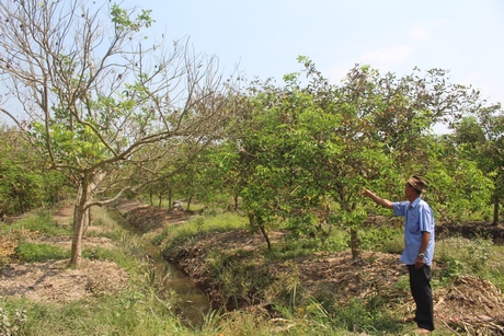 Một vườn chôm chôm ở Bình Hòa Phước (Long Hồ) bị thiệt hại do hạn mặn.