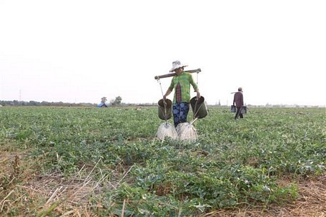 Trồng dưa hấu mùa khô mang lại nguồn thu nhập đáng kể cho các hộ nông dân. (Ảnh: Chanh Đa/TTXVN)