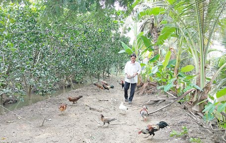 Trồng cây ăn trái kết hợp nuôi gà thả vườn giúp nông dân xã Hiếu Nghĩa có thêm nguồn thu khá.