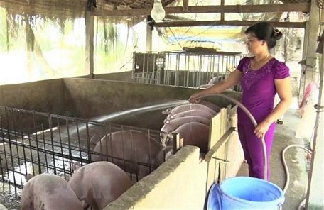 Ngành nông nghiệp tỉnh An Giang phấn đấu phục hồi 80% số lượng lợn đã bị tiêu hủy do dịch bệnh tả lợn châu Phi. (Ảnh: Thanh Sang/TTXVN)