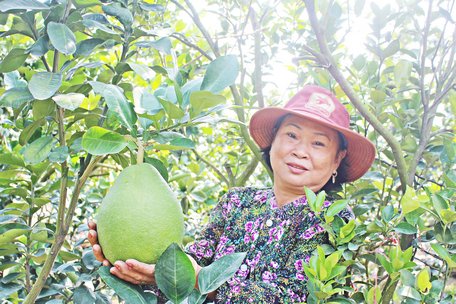Bà Nguyễn Thị Mỹ Liên đã hiến phần đất trồng hàng bưởi Năm Roi chạy dài 100m để làm đường giao thông nông thôn.