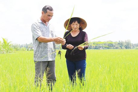 HTX mở rộng vùng nguyên liệu trồng lúa an toàn, lúa hữu cơ theo đơn đặt hàng.