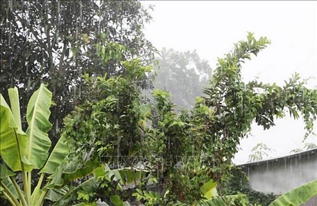 Cơn mưa lớn trên diện rộng, kéo dài gần 4 giờ đồng hồ trên địa bàn tỉnh An Giang, góp phần giải hạn và làm cho thời tiết tại An Giang dịu mát trở lại. Ảnh: Công Mạo/TTXVN