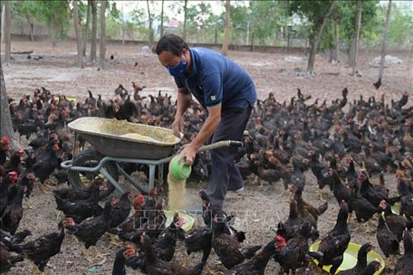 Ông Nguyễn Minh Lý chăm sóc đàn gà nuôi bằng thảo dược của gia đình. Ảnh: Hoàng Nhị/TTXVN