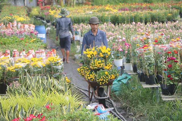 Trồng hoa kiểng kết hợp với du lịch giúp nông dân Sa Đéc tăng thu nhập