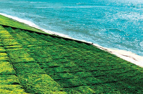 Thảm rêu xanh khổng lồ trên bờ biển Thương Chánh, TP Phan Thiết, tỉnh Bình Thuận.